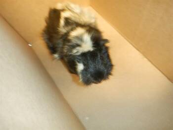 Rescue Guinea Pig Guinea Pigs for Adoption in San Jose, California - GEORGE | PetCurious